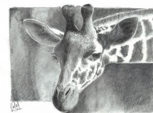 Voir le détail de cette oeuvre: Girafe